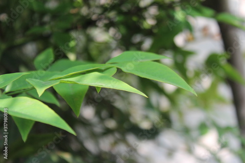 Leaves of Green