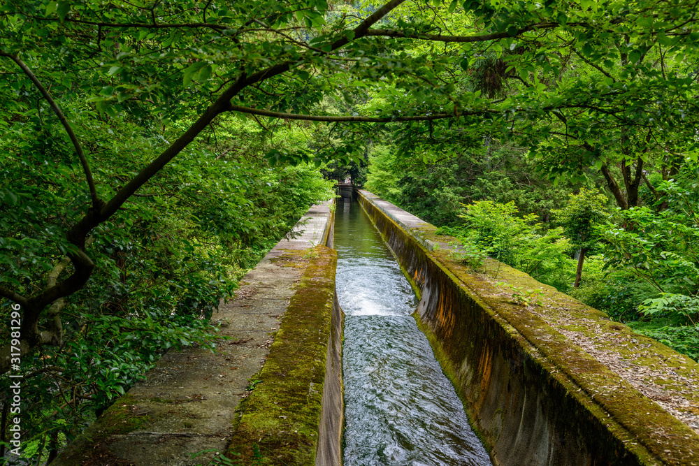 Obraz premium 緑の木々の中の用水路