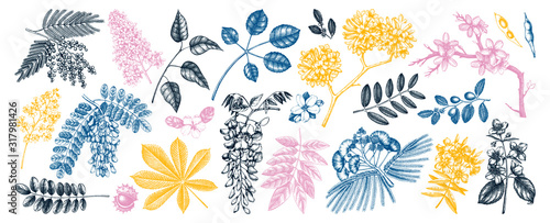 Vector set of spring trees in flowers illustrations in color. Hand drawn blooming plant. Spring design elements. Vector flower, leaf, branch, tree sketches on white background. Botanical drawings.
