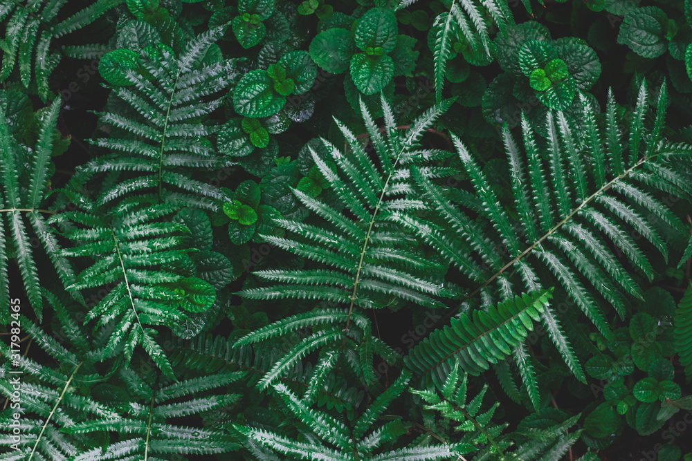 Background images of green leaves of various sizes.