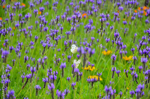 Beautiful purple flowers field.