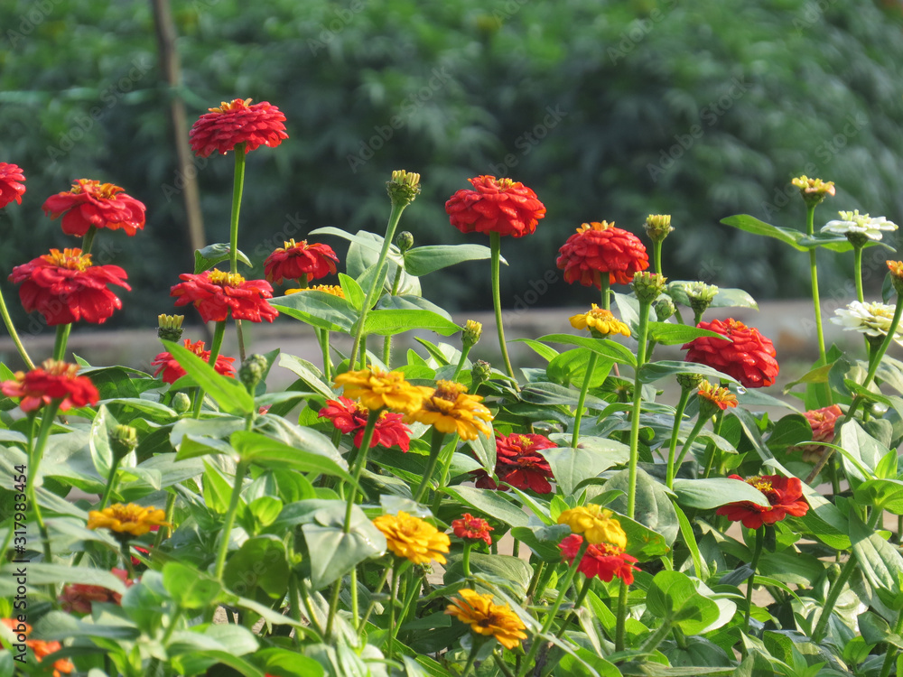Red and yellow flowers in the nature green garden Red and yellow flowers in the nature green garden