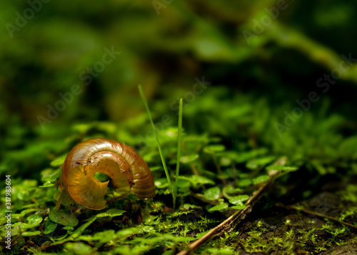 Picture of a empty snail shell lying on moss