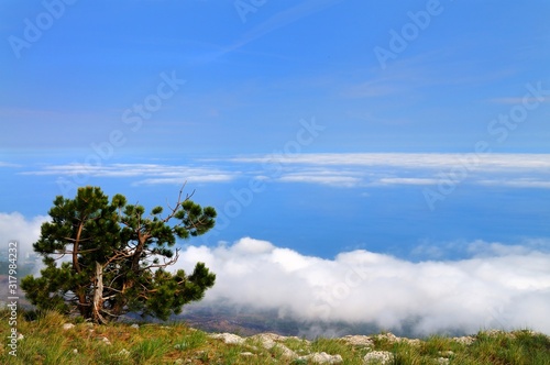 Tree grows on top of rocky mountain © YouraPechkin