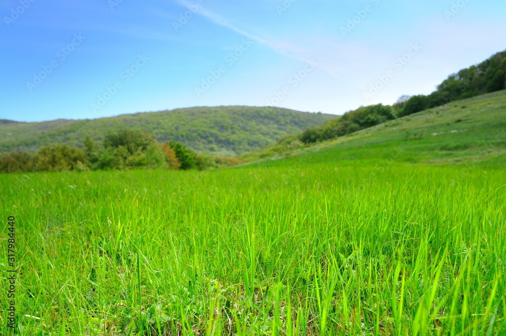 Field with tall green grass, hills in background