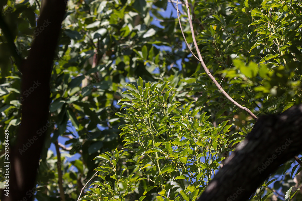 Fototapeta premium Leaf of Cinnamomum camphora tree