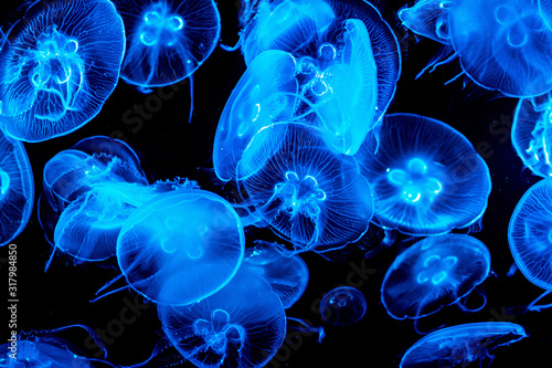 Colorful, iluminated Jellyfish underwater on dark background. Jellyfish moving in water. photo