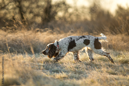 Fototapet dog english springer spaniel