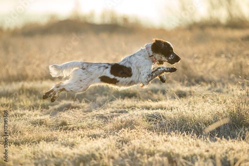 Obraz na płótnie dog english springer spaniel