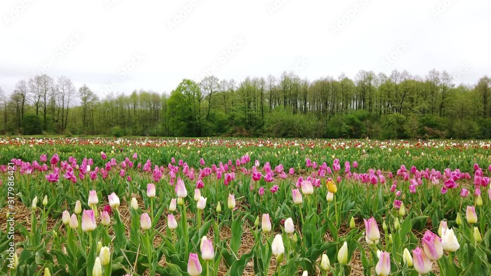 Spring fields with growing pink Tulips flowers. Blooming meadow Spring fields with growing pink Tulips flowers. Blooming meadow