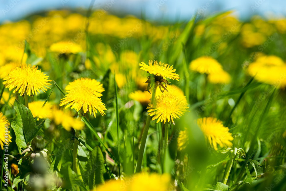 Spring meadow with bright yellow dandelions blooming Spring meadow with bright yellow dandelions blooming