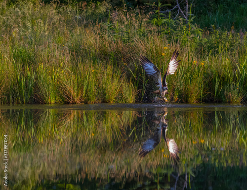 Osprey