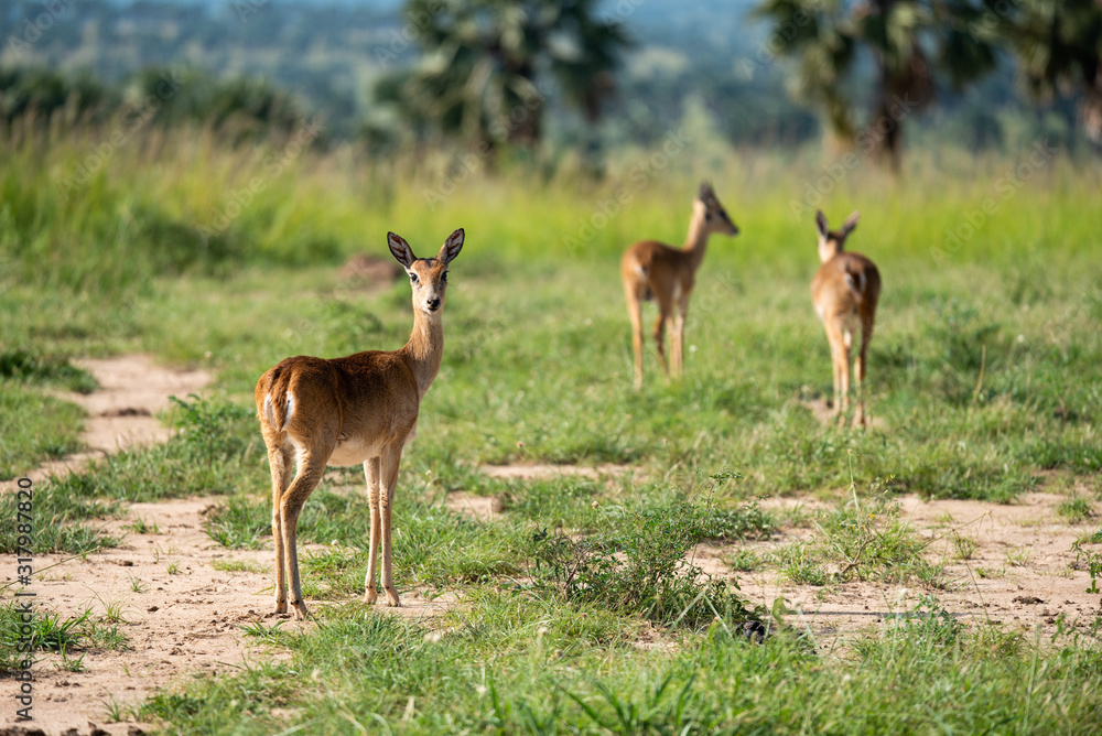 Antelope on grassland in Murchison Falls, Uganda Antelope on grassland in Murchison Falls, Uganda