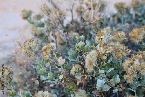 Growing on rocky slopes inhospitable to the majority of other plant species near Indian Cove in Joshua Tree National Park is Cliff Goldenbush, Ericameria Cuneata, a Southern Mojave Desert native. photo