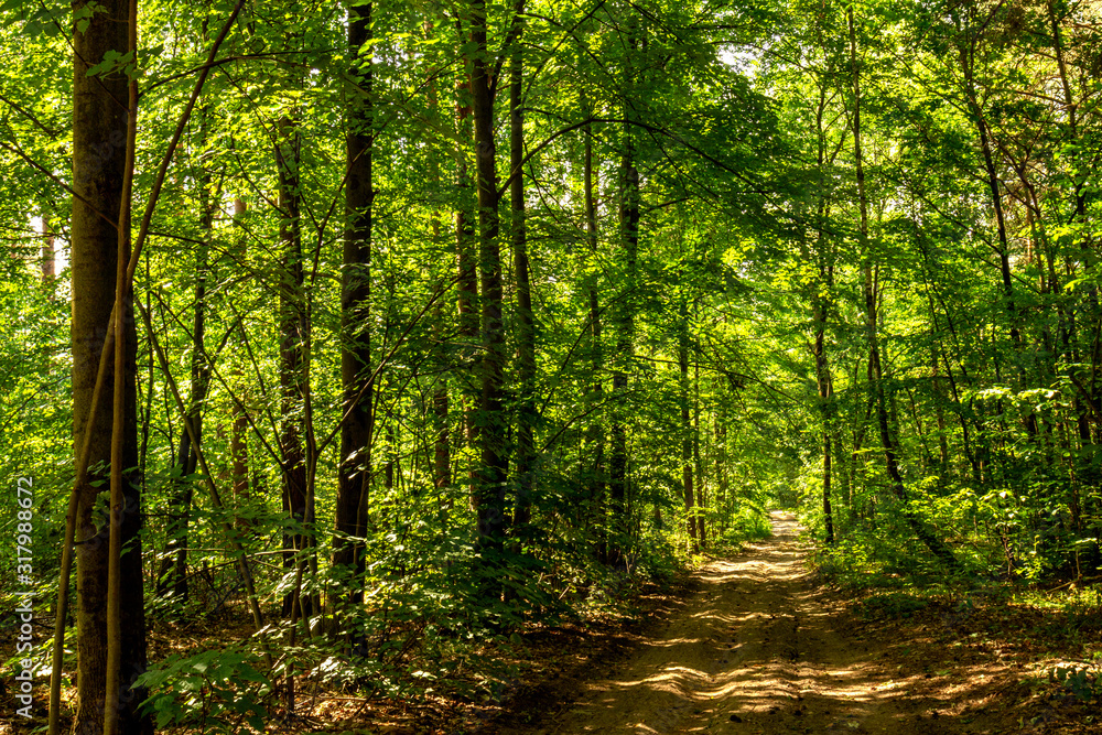 Naklejka premium Forest road in a deciduous forest.