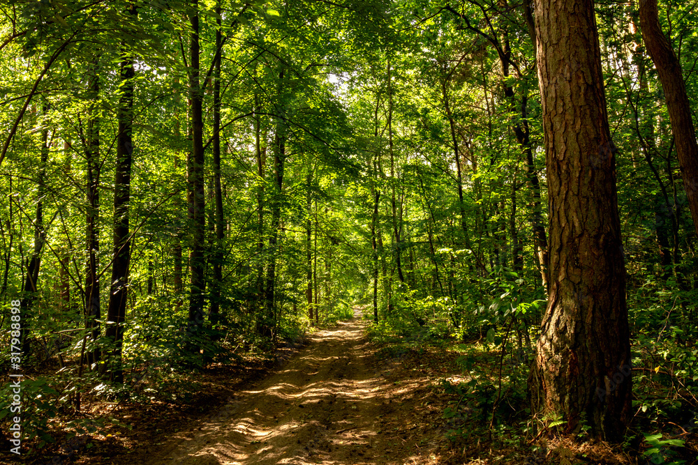 Fototapeta premium Forest road in a deciduous forest.