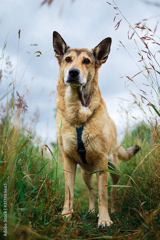 Cute Mongrel dog standing on green grass Cute Mongrel dog standing on green grass