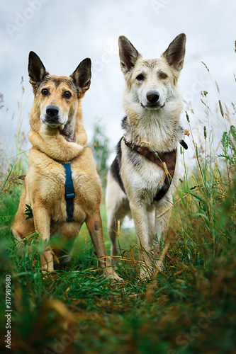 Mongrel dogs sitting together on green grass © Alexandr