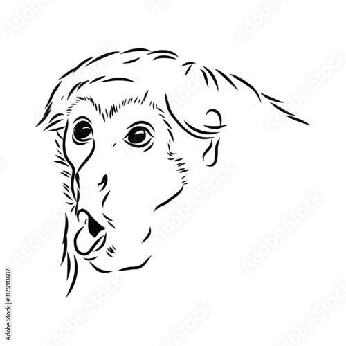 sketch of a surprised monkey portrait, sketch 
