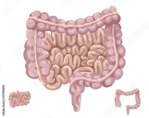 Thick and small intestine. Human organs. Vector illustration.