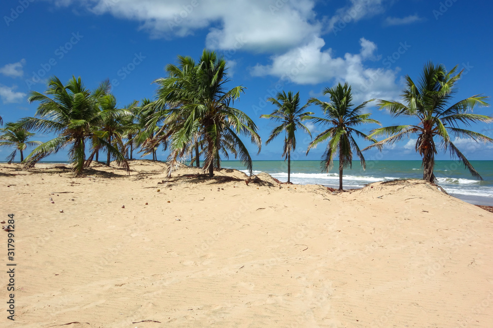 Palm trees on dunes at san francisco river mouth, Alagoas, Brazil