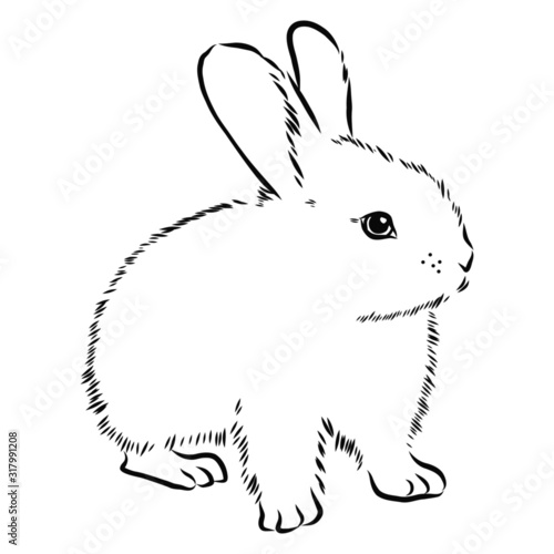 rabbit on a white background