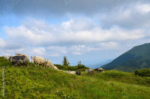 Sheep among the panorama of wild forests and fields of the Carpathians. Sheep provide wool, milk meat for agriculture traditional economy highlanders