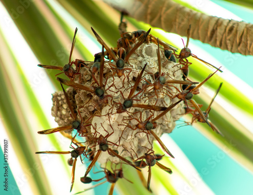 Picture of a wasp nest 