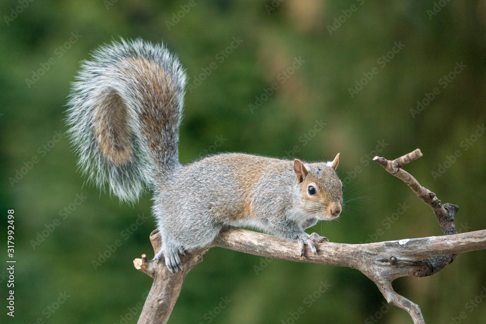 Grey Squirrel Climbing on a Branch Grey Squirrel Climbing on a Branch