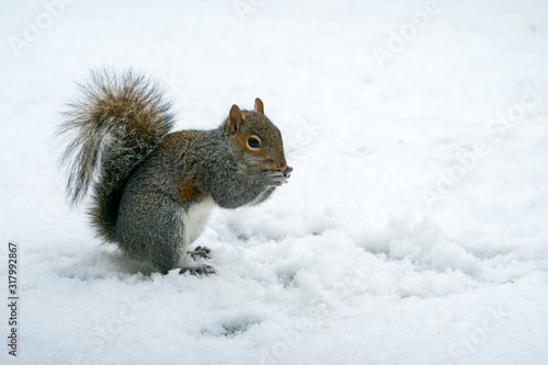 Grey Squirrel in the snow © Glenn