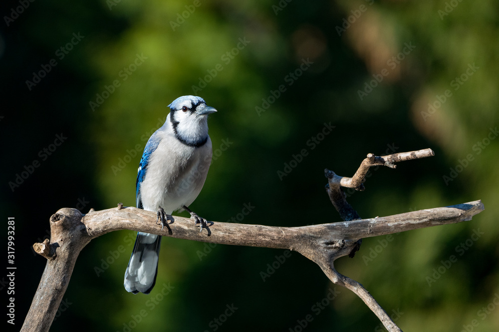 Perched Blue Jay on Snowy Branch