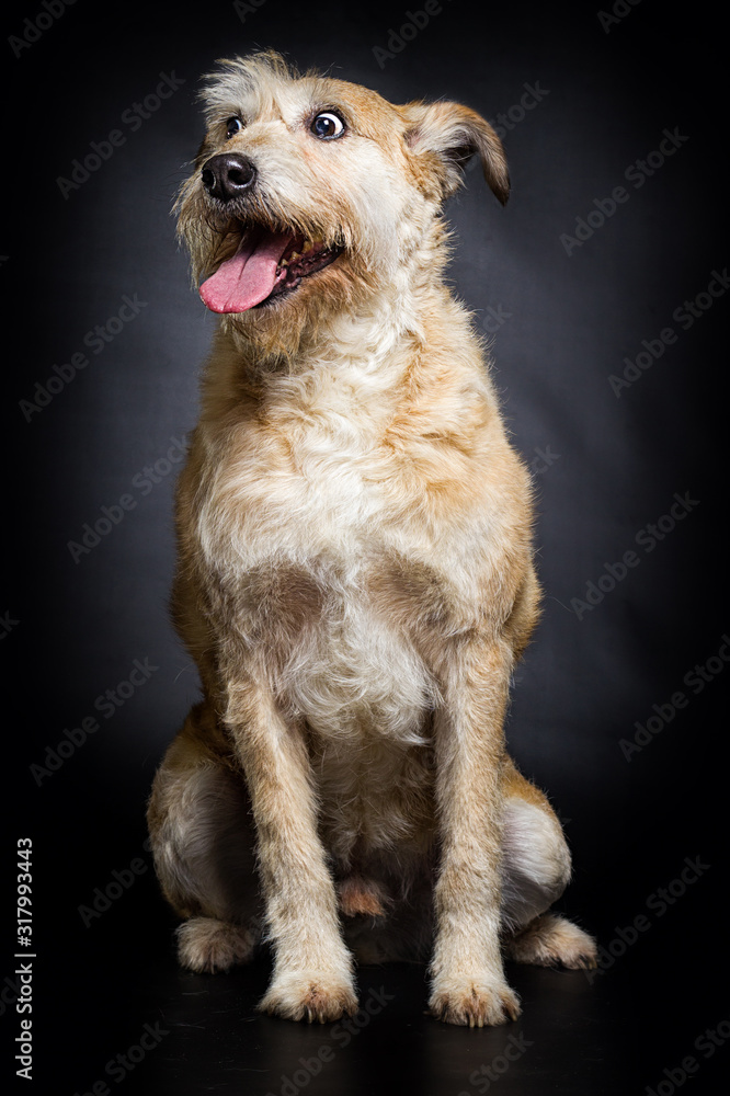 dog stares in surprise on a dark background dog stares in surprise on a dark background