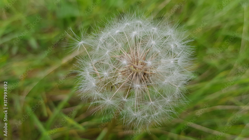 Dandelion on green background of grass. Delicate light texture of dandelion white seeds closeup on blurry green blades of grass background. Fluffy dandelion flower closeup. Fragility of nature. Dandelion on green background of grass. Delicate light texture of dandelion white seeds closeup on blurry green blades of grass background. Fluffy dandelion flower closeup. Fragility of nature.