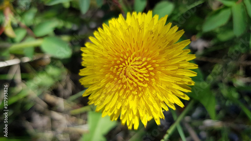 Dandelion in grass. Beautiful round yellow dandelion flower closeup in bright sunlight. Top view of fluffy yellow petals look like golden sun on blurry green background.