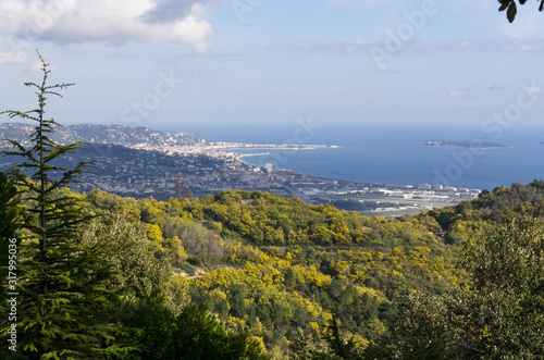 Mandelieu forêt de Mimosa avec la mer