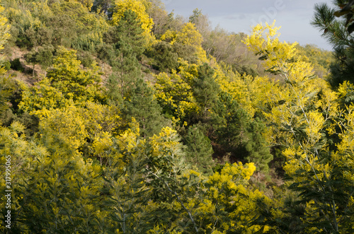 Mandelieu forêt de Mimosa