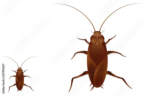 The drawing of two cockroach on white background.