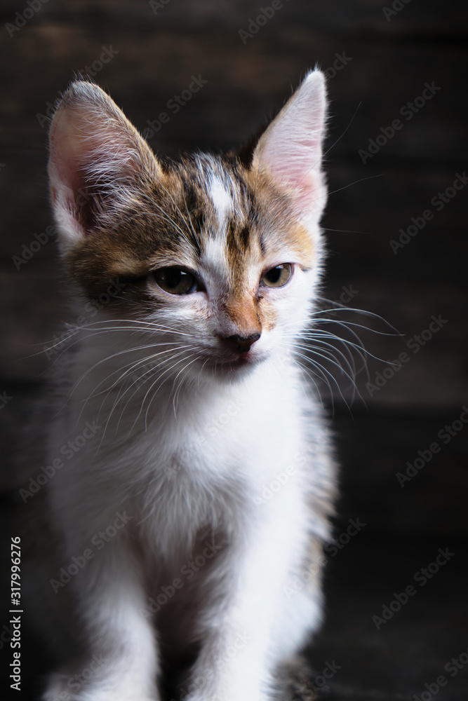 Beautiful white gray, small kitten. Help the animals. Beautiful white gray, small kitten. Help the animals.