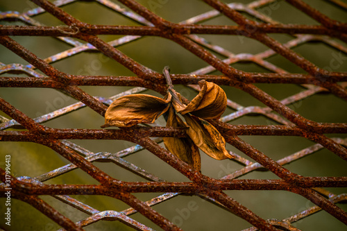 A withered flower paired with a metal cage full of rust