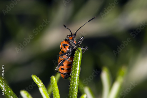 Macro image of insect © Adinda