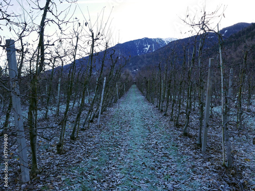 i filari della coltivazione delle mele a Merano, in sud Tirolo, in una giornata invernale photo