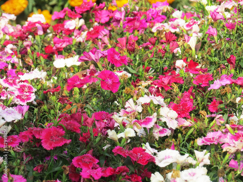 Fototapeta Naklejka Na Ścianę i Meble -  Beautiful morning dry flowers in garden