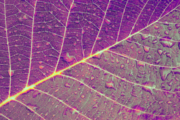 Acrylglasbilder Pflaumen Violette Blattstruktur in Makroaufnahme  © Liliia