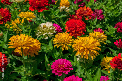 Billede på lærred Natural background with beautiful colorful –yellow, red and pink – zinnia flowers, growing in the garden