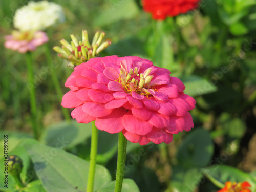 Beautiful pink flowers blooming in garden