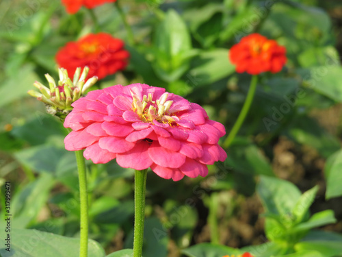 Beautiful red flowers blooming in garden