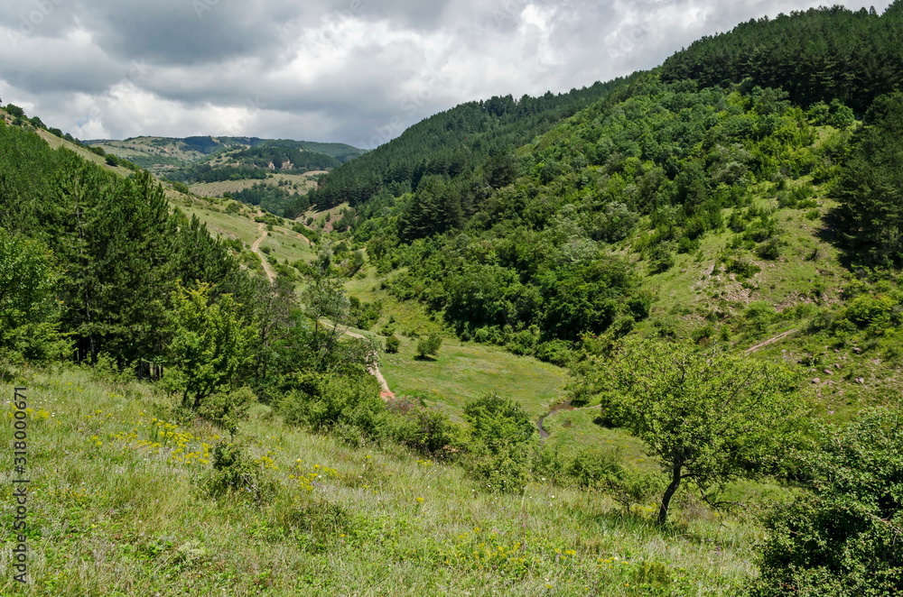 Beautiful coniferous and deciduous  forest, fresh glade with different grass and small river in Balkan mountain, near Zhelyava village, Sofia region, Bulgaria 