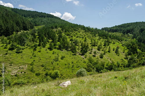 Beautiful coniferous and deciduous  forest and fresh glade with different grass  in Balkan mountain, near Zhelyava village, Sofia region, Bulgaria   photo