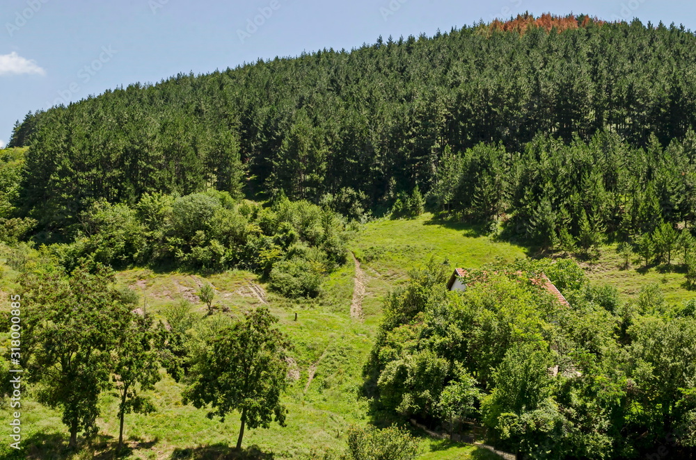 Beautiful coniferous and deciduous  forest and fresh glade with different grass  in Balkan mountain, near Zhelyava village, Sofia region, Bulgaria  