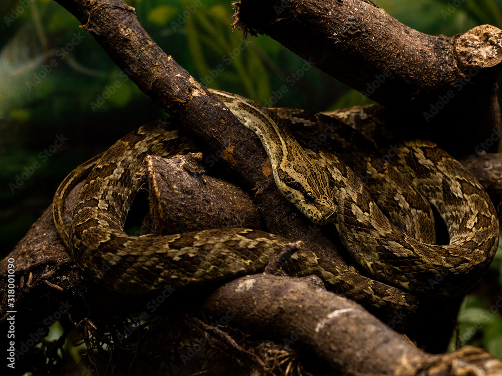 Fototapeta premium Snake